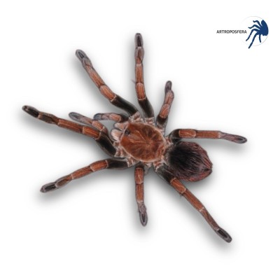 Pamphobeteus sp. mascara (2,5/3 cm de cuerpo) | Tarántula