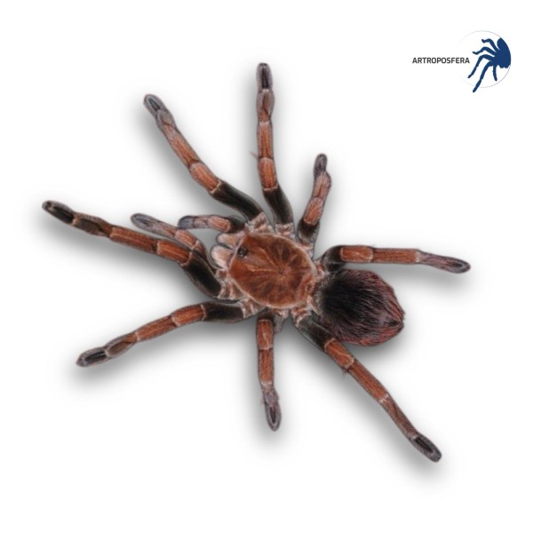 Pamphobeteus sp. mascara (2,5/3 cm de cuerpo) | Tarántula