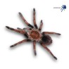 Pamphobeteus sp. mascara (2,5/3 cm de cuerpo) | Tarántula