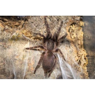 Phlogiellus sp. Koh Lanta