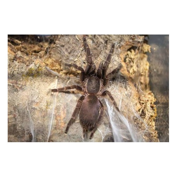 Phlogiellus sp. Koh Lanta