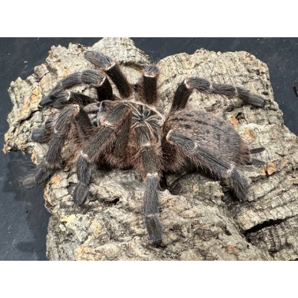 Pterinochilus murinus DCF “Kigoma” | Tarántula