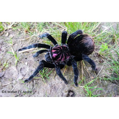 Xenesthis sp. Bright