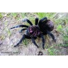 Xenesthis sp. Bright