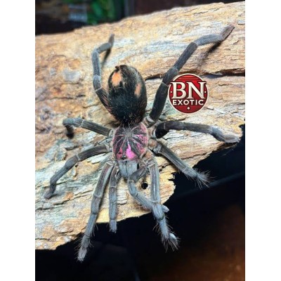 Xenesthis sp. Light
