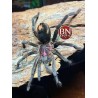 Xenesthis sp. Light