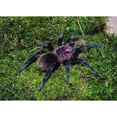 Xenesthis sp megascopula