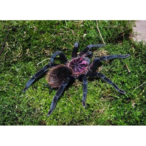 Xenesthis sp megascopula