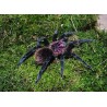 Xenesthis sp megascopula