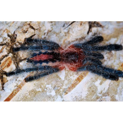 Ybyrapora sooretama