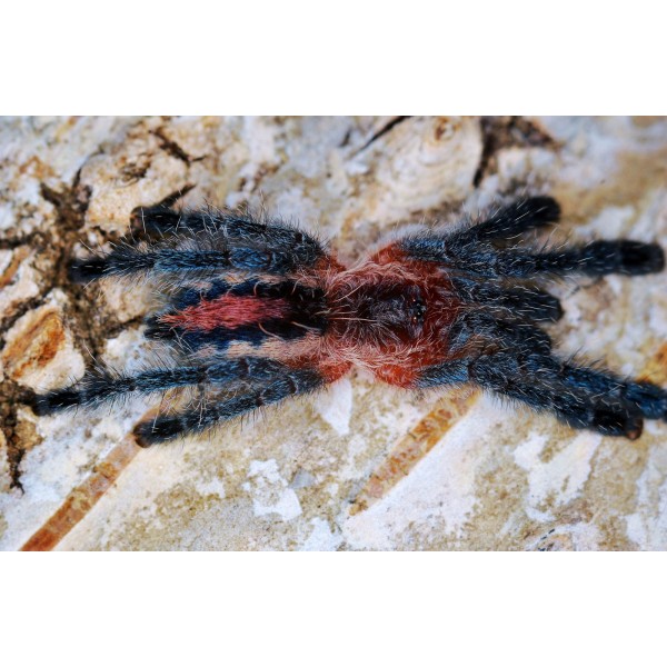 Ybyrapora sooretama