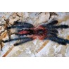 Ybyrapora sooretama