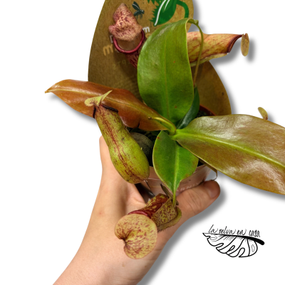 Nepenthes MIX 2
