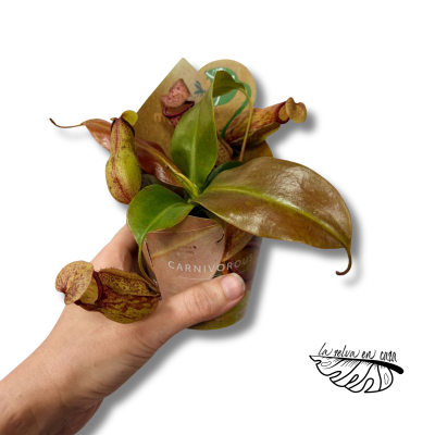 Nepenthes MIX