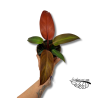 Philodendron 'Cherry Red'