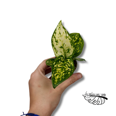 Aglaonema White Snowflake 2