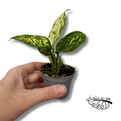 Aglaonema White Snowflake