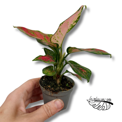Aglaonema "Red Dragon"