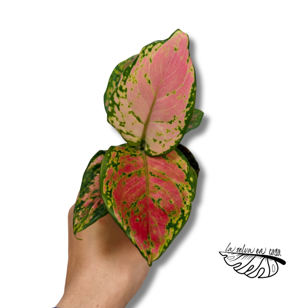 Aglaonema "Red Dragon"