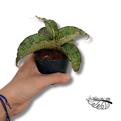Sansevieria Kirkii Silver Blue