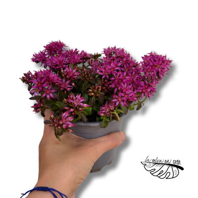 Sedum spurium Spot On Deep Rose | Sedum de Flor Rosa