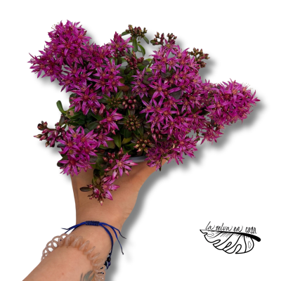 Sedum spurium Spot On Deep Rose | Sedum de Flor Rosa 2
