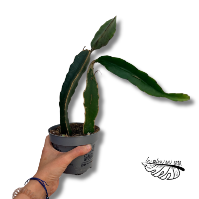 Hylocereus undatus Dragon Fruit | Pitahaya | Cactus Fruta del Dragón 12 cm