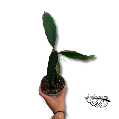 Hylocereus undatus Dragon Fruit | Pitahaya | Cactus Fruta del Dragón 12 cm 2