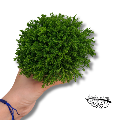 Hebe Emerald Green | Maceta 10 cm y Altura 10 cm | Arbusto Compacto 2