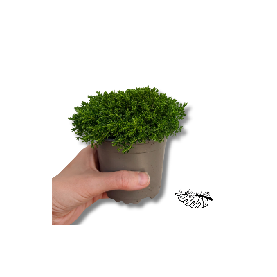 Hebe Emerald Green | Maceta 10 cm y Altura 10 cm | Arbusto Compacto