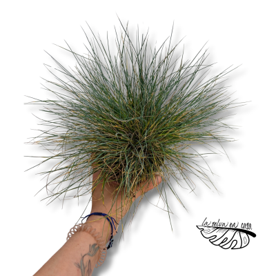 Festuca glauca Intense Blue | Maceta 12 cm y Altura 20 cm | Festuca Azul 2