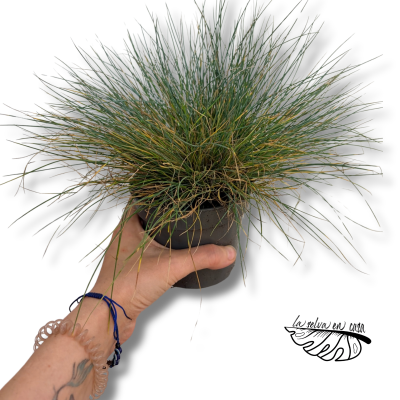 Festuca glauca Intense Blue | Maceta 12 cm y Altura 20 cm | Festuca Azul