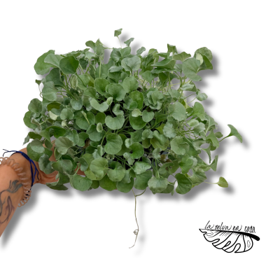 Dichondra Silver Falls | Planta Colgante Plateada | Dichondra argentea 2