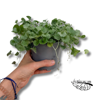 Dichondra Silver Falls | Planta Colgante Plateada | Dichondra argentea