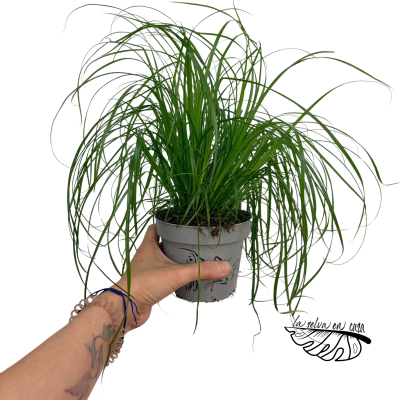 Cyperus alternifolius Zumula | Planta Paraguas | Planta de Zonas Húmedas