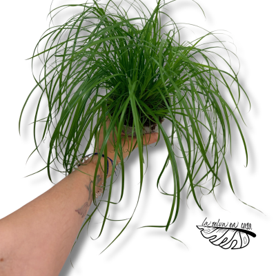 Cyperus alternifolius Zumula | Planta Paraguas | Planta de Zonas Húmedas 2