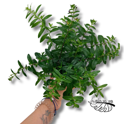 Cuphea hyssopifolia Floriglory | Falso Brezo | Planta con Flor 2
