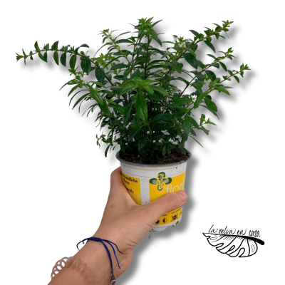 Cuphea hyssopifolia Floriglory | Falso Brezo | Planta con Flor