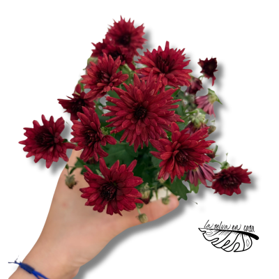 Crisantemo Belgian Mums Soul Sister | Chrysanthemum | Planta con Flor 2