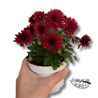 Crisantemo Belgian Mums Soul Sister | Chrysanthemum | Planta con Flor