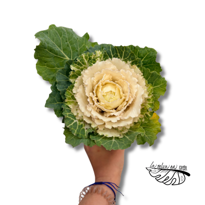 Brassica MINI | Col Ornamental | Planta de Otoño e Invierno