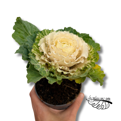 Brassica MINI | Col Ornamental | Planta de Otoño e Invierno 2