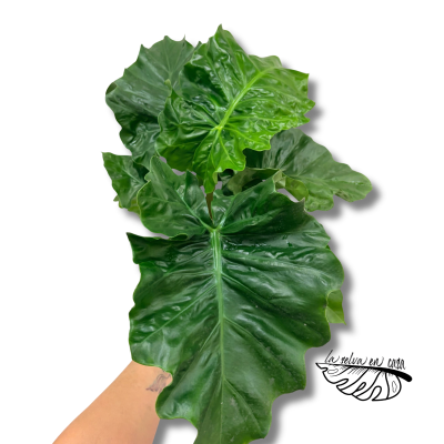 Alocasia Low Rider 2