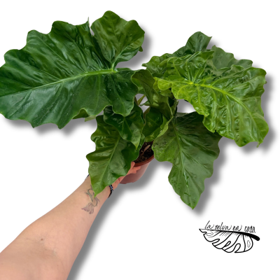 Alocasia Low Rider
