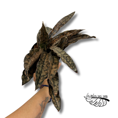 Sansevieria Copper Tone | Maceta 12 cm y Altura 30 cm 2