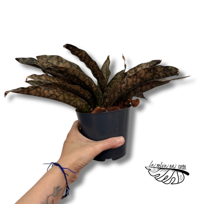 Sansevieria Copper Tone | Maceta 12 cm y Altura 30 cm