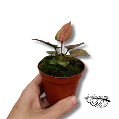 Syngonium Pink Perfection | Maceta 8 cm y Altura 10 cm