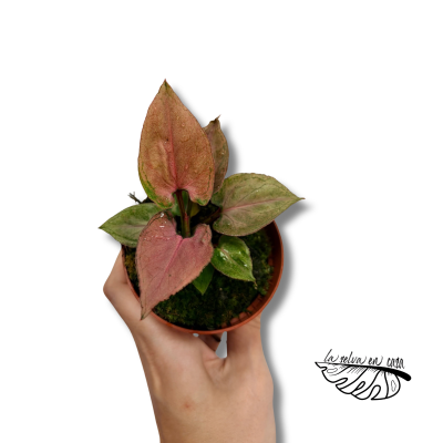 Syngonium Pink Perfection | Maceta 8 cm y Altura 10 cm 2