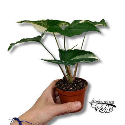 Syngonium podophyllum 'Albo Variegatum'