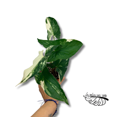 Syngonium podophyllum 'Albo Variegatum' 2